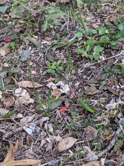 Iridaceae