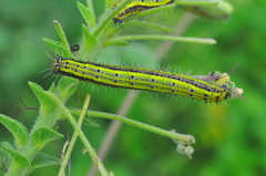 Pierinae