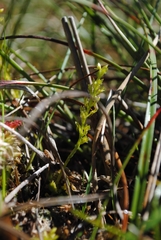 Hammarbya paludosa