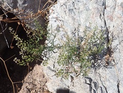 Lepidium virginicum