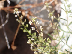 Lepidium virginicum