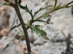 Lepidium virginicum