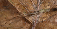Tetragnatha pinicola