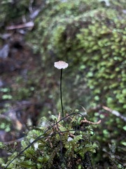 Marasmius crinis-equi