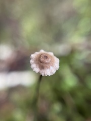 Marasmius crinis-equi