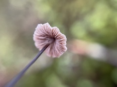 Marasmius crinis-equi