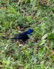 Cyanocompsa parellina