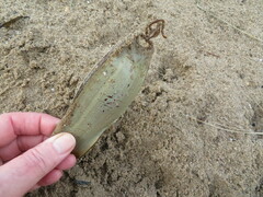 Scyliorhinus stellaris