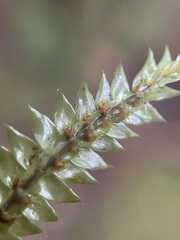 Cyathophorum bulbosum