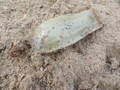 Scyliorhinus stellaris