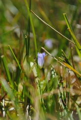 Hesperocodon hederaceus