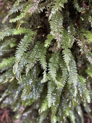 Cyathophorum bulbosum