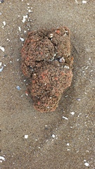 Pyura chilensis