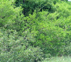 Cestrum laevigatum