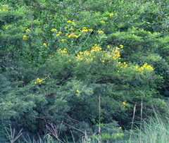 Vachellia karroo