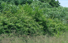 Pereskia aculeata