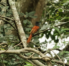 Terpsiphone viridis granti