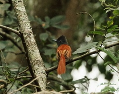 Terpsiphone viridis granti