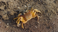 Ocypode gaudichaudii