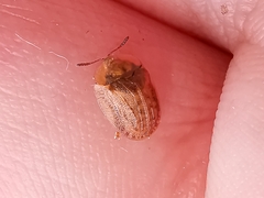 Hypocassida subferruginea