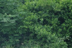 Cestrum laevigatum