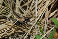Pholidoptera aptera aptera