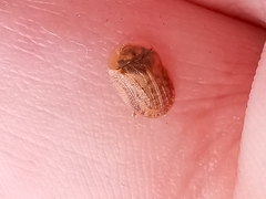 Hypocassida subferruginea