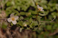 Philadelphus microphyllus microphyllus