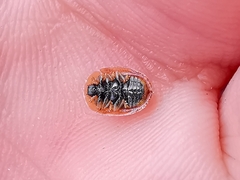 Hypocassida subferruginea