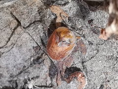 Hypocassida subferruginea