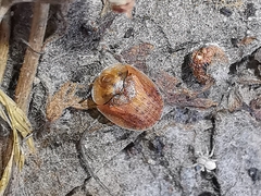 Hypocassida subferruginea