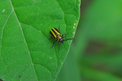 Lema confusa virgata