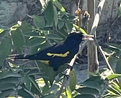 Cassiculus melanicterus