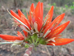 Erythrina suberosa
