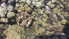 Concholepas concholepas