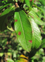 Aceria pyracanthi
