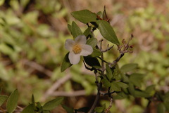 Philadelphus microphyllus microphyllus