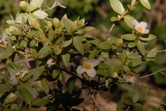 Philadelphus microphyllus microphyllus