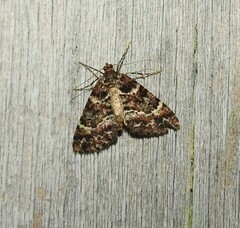 Pseudocoremia productata