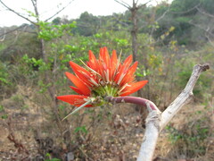Erythrina suberosa