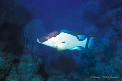 Lachnolaimus maximus