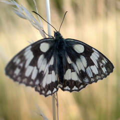 Melanargia galathea
