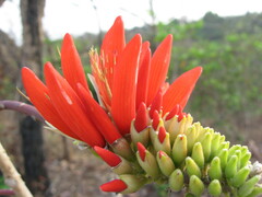 Erythrina suberosa
