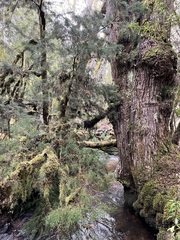 Lagarostrobos franklinii