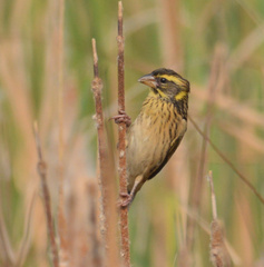 Ploceus manyar