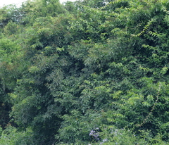Pereskia aculeata