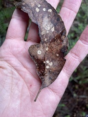 Eucalyptus obliqua