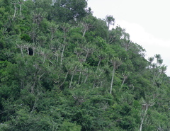 Euphorbia triangularis