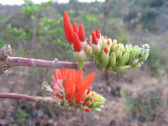 Erythrina suberosa