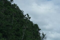 Euphorbia triangularis